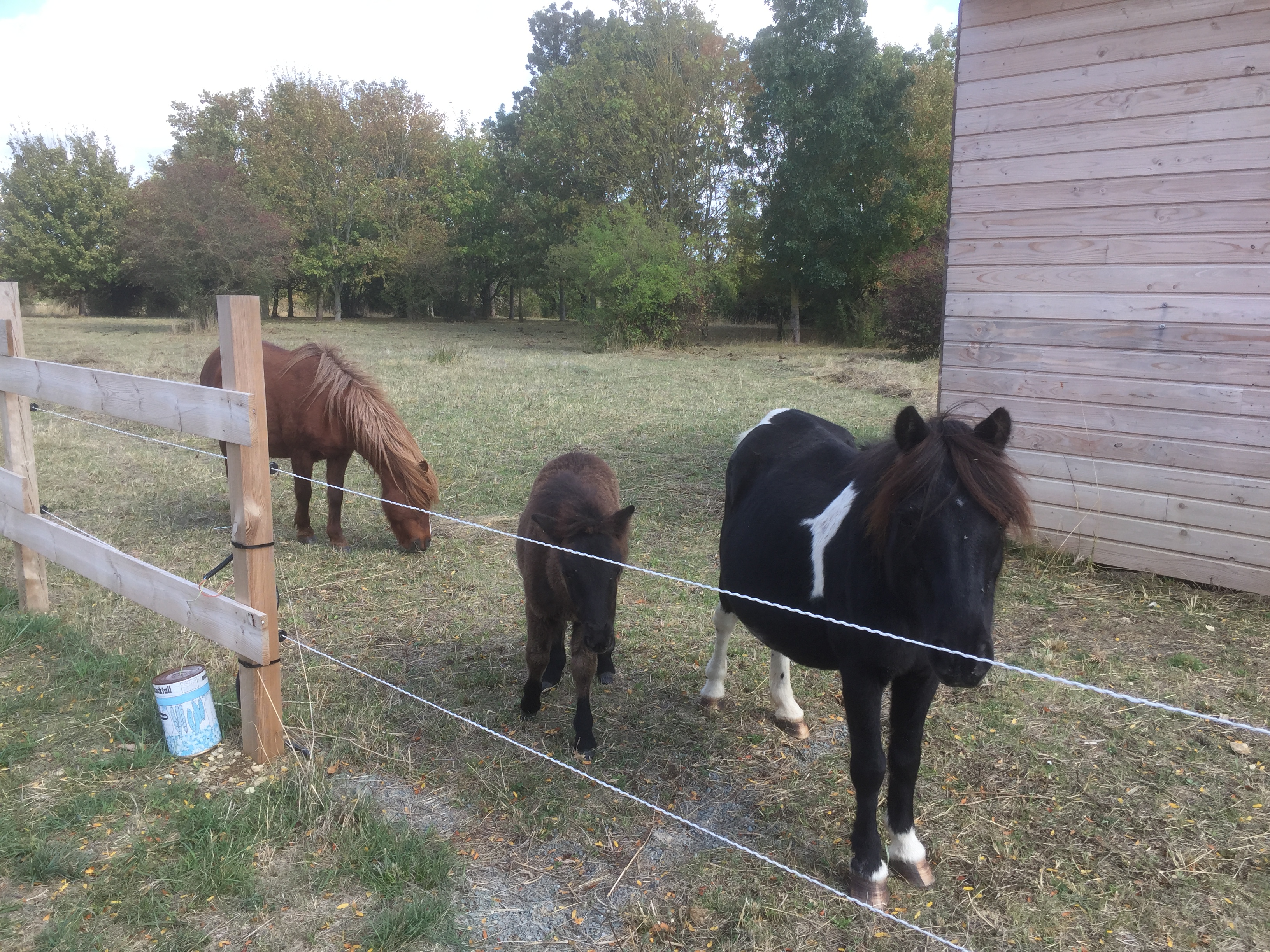 Bienvenue aux poneys !