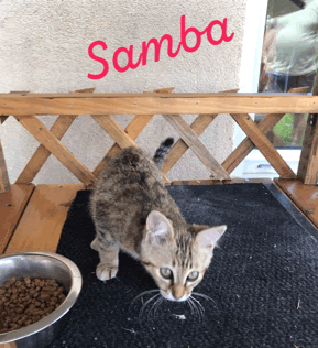 Samba sur les Primados